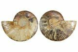 Cut & Polished Crystal-Filled Ammonite Fossil - Madagascar #354154-3